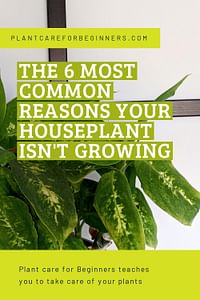 The 6 most common reasons your houseplant isn't growing
