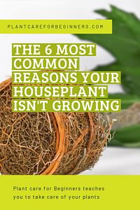 The 6 most common reasons your houseplant isn't growing