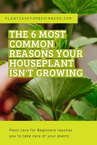 The 6 most common reasons your houseplant isn't growing