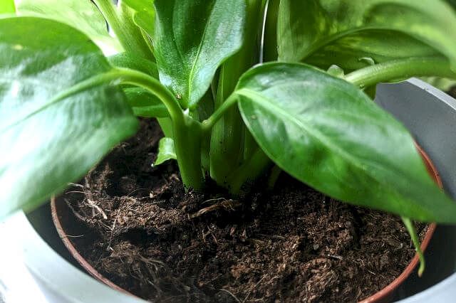 The soil of a Dieffenbachia