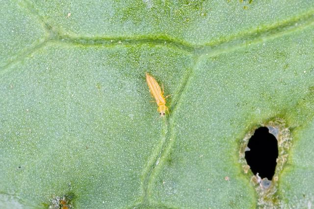Thrips