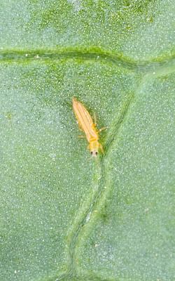 How to get rid of thrips on houseplants