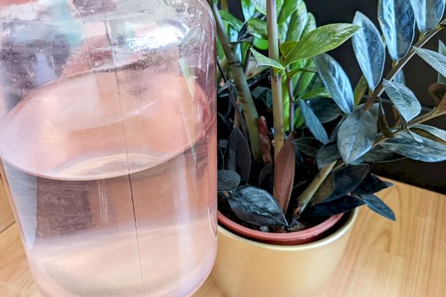 Too much water for a plant