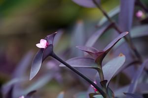 A Beginner's Guide to Caring for a Purple Heart Plant (Tradescantia pallida)