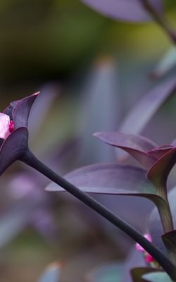 A Beginner's Guide to Caring for a Purple Heart Plant (Tradescantia pallida)
