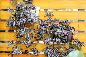 How to care for a Tradescantia zebrina