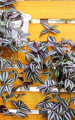 How to care for a Tradescantia zebrina