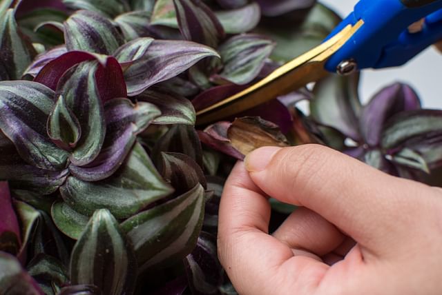 Pruning a Tradescantia Zebrina