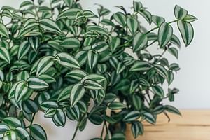 Tradescantia