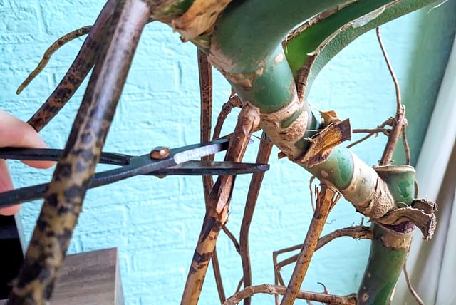 trimming-monstera-air-roots.jpg