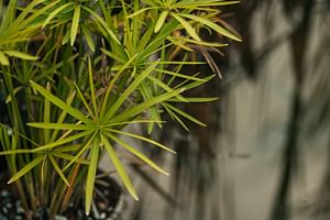 Cyperus alternifolius