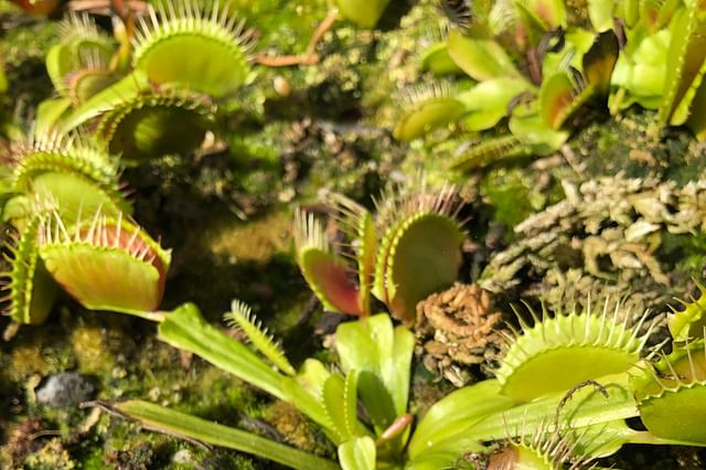Venus flytrap in acidic soil