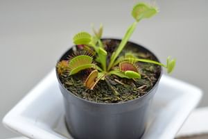 Dionaea muscipula