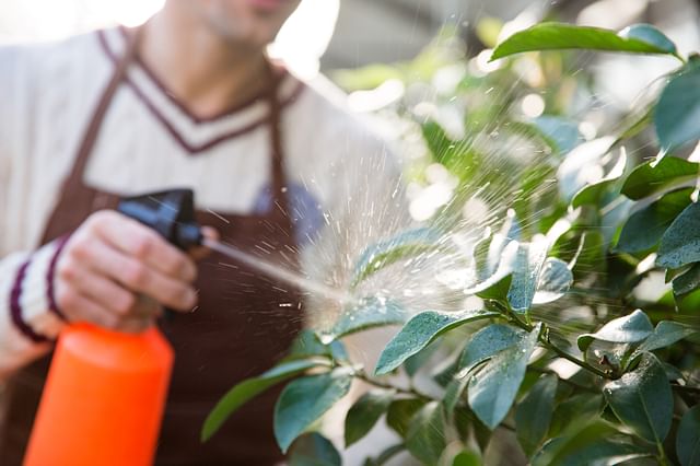 Water spray on leaves