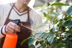 The 7 most common houseplant pests and how to control them