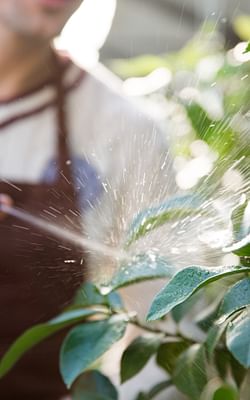 The 7 most common houseplant pests and how to control them