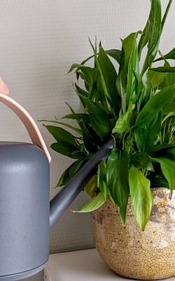 How do you know when it's time to water your houseplant?