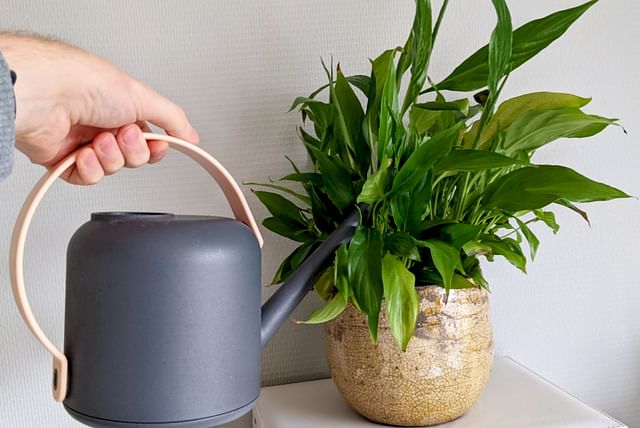 watering-a-peace-lily.jpg