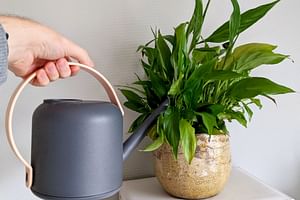 How do you know when it's time to water your houseplant?