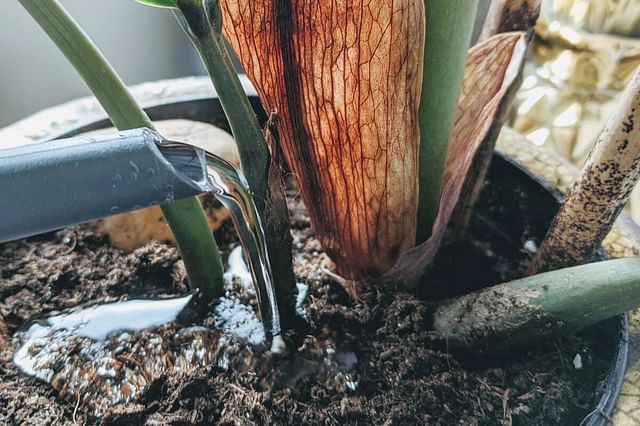 "Watering a plant"