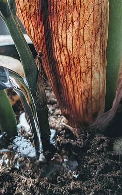 How to avoid overwatering your plants
