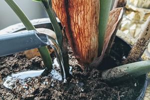 How to avoid overwatering your plants
