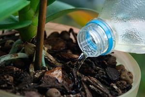 These are my top tips for watering your plants with ease!