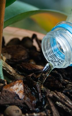 These are my top tips for watering your plants with ease!