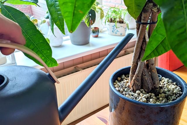 watering-pachira-aquatica.jpg