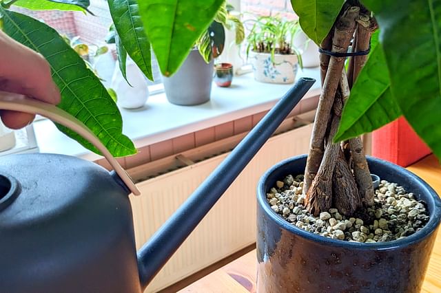 Watering a Pachira Aquatica