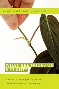 What are nodes on a plant?