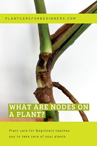What are nodes on a plant?