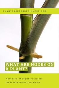 What are nodes on a plant?