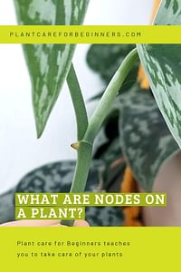 What are nodes on a plant?