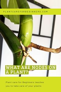 What are nodes on a plant?