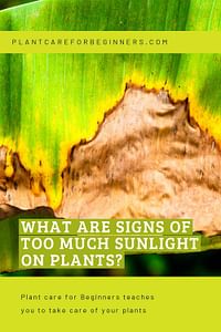 What are signs of too much sunlight on plants?