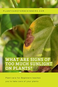What are signs of too much sunlight on plants?