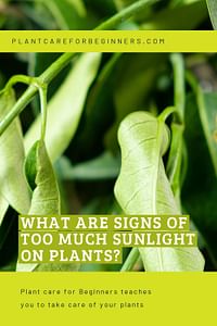 What are signs of too much sunlight on plants?