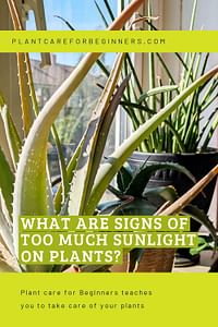 What are signs of too much sunlight on plants?