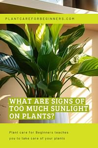 What are signs of too much sunlight on plants?