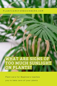 What are signs of too much sunlight on plants?