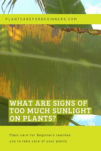 What are signs of too much sunlight on plants?