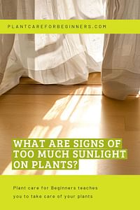 What are signs of too much sunlight on plants?