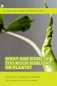 What are signs of too much sunlight on plants?