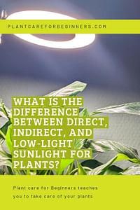 What is the difference between direct, indirect, and low-light sunlight for plants?
