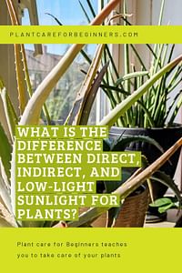 What is the difference between direct, indirect, and low-light sunlight for plants?