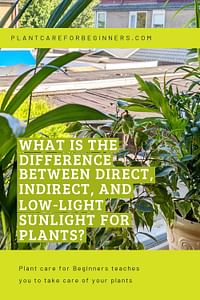 What is the difference between direct, indirect, and low-light sunlight for plants?
