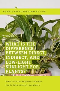 What is the difference between direct, indirect, and low-light sunlight for plants?