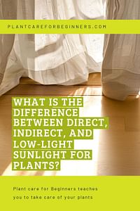 What is the difference between direct, indirect, and low-light sunlight for plants?