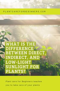 What is the difference between direct, indirect, and low-light sunlight for plants?
